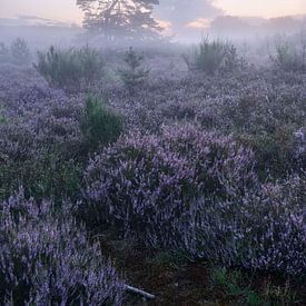 Heath blossom in the Brunssum Heath by Rolf Schnepp