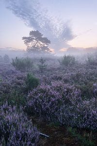 Heidebloesem in de Brunssumheide
