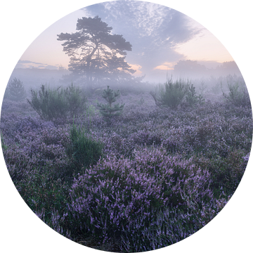 Heidebloesem in de Brunssumheide