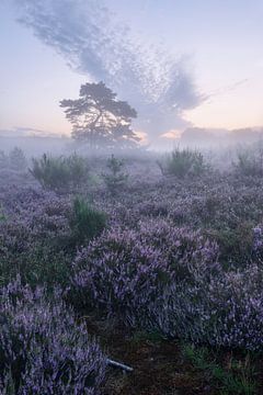 Heideblüte in der Brunssumer Heide von Rolf Schnepp