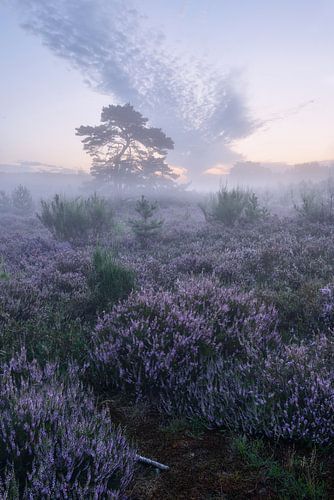 Heath blossom in the Brunssum Heath