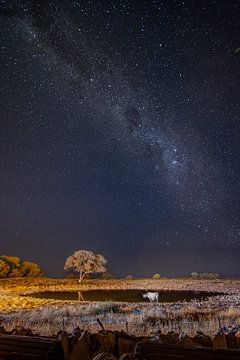 Night watch at the waterhole by Christian Möller Jork
