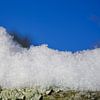 Snow on Wood Coverene in Moss and Lichen by Iris Holzer Richardson