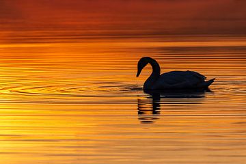 Gouden zwaan in de zonsopkomst. van Els Oomis