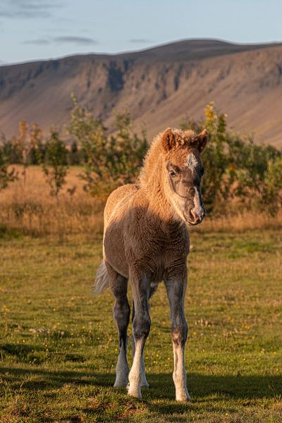 Iceland foal by Thomas Heitz