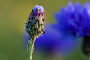 Korenblauwe korenbloem in knop met mier