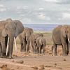 Marching elephants! van Robert Kok