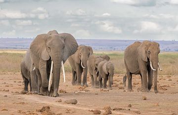 Marching elephants! van Robert Kok