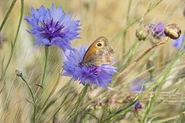 Vlinder op korenbloem by Yvonne Hoenen