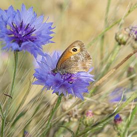 Vlinder op korenbloem von Yvonne Hoenen