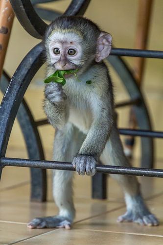 Bébé singe à Skukuza