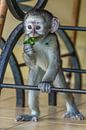 Affenbaby in Skukuza von Marijke Arends-Meiring Miniaturansicht