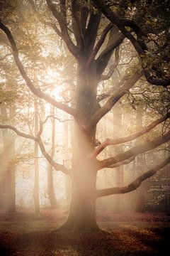 Sonnenaufgang zwischen den Zweigen eines schönen Baumes von Jaimy Leemburg Fotografie