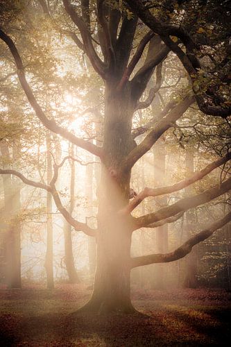 Zonsopkomst tussen de takken van een prachtige boom