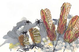Botanische Banksia-spinnen van Lori Ann Folz