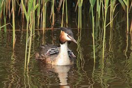 Haubentaucher mit Jungen
