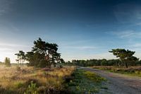 Sunrise Kalmthoutse Heide