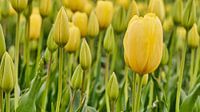 Nahaufnahme einer gelben Tulpe im Frühling von eric van der eijk Miniaturansicht