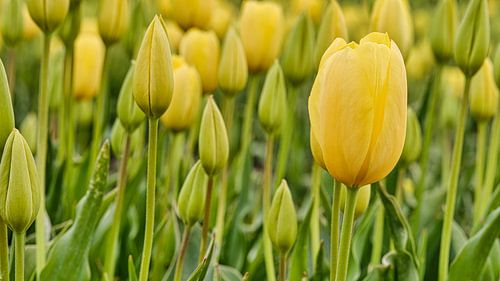 Nahaufnahme einer gelben Tulpe im Frühling