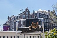 Amsterdam Pubcat by Robert van Willigenburg thumbnail