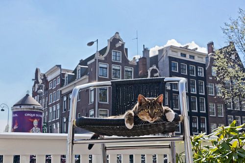 Amsterdam Pubcat
