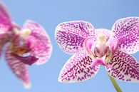 Orchidee van Jaap de Wit thumbnail