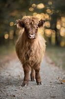 Scottish Highland Cattle Calf