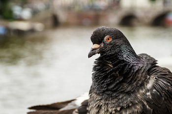 Stadsduif aan de Amsterdamse gracht