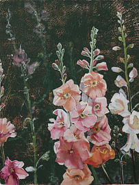 Rosa Blumen vor dunkelgrünem Hintergrund von Evelien van der West