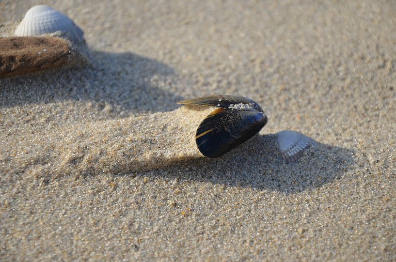Shell by Corinna Vollertsen