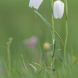 Schachbrettblume von Hillebrand Breuker