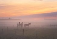 Foggy Horses by Quirien Marijs thumbnail