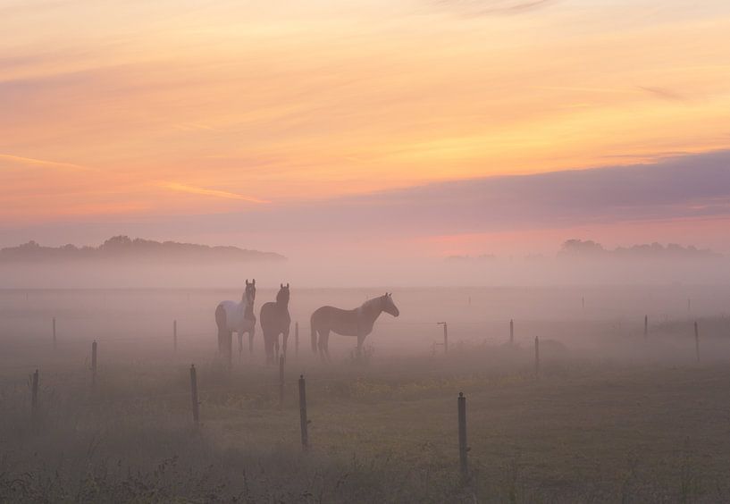 Foggy Horses by Quirien Marijs