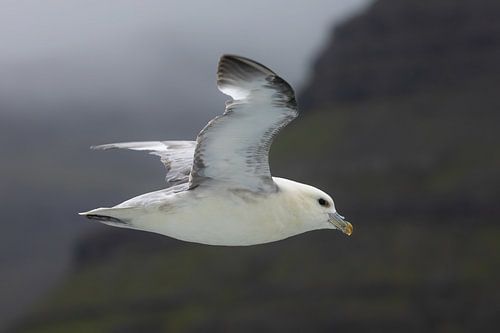 Faroese fulmar glides through the fog