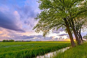 Sonnenuntergang über einem Feld mit Bäumen im Frühling
