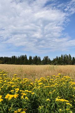 A field of oats in summer by Claude Laprise
