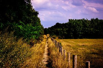 Grasweide in het zuid-Limburgse landschap van Timo Videc