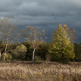 Schilderachtig Herfsttafereel - Bomen in herfstlicht en trekvogels. van André Post