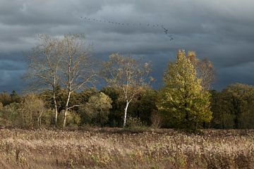 Schilderachtig Herfsttafereel - Bomen in herfstlicht en trekvogels. van André Post