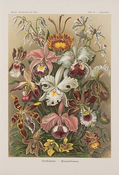 Orchiedëen, kunstvormen van de natuur, E. Haeckel van Teylers Museum