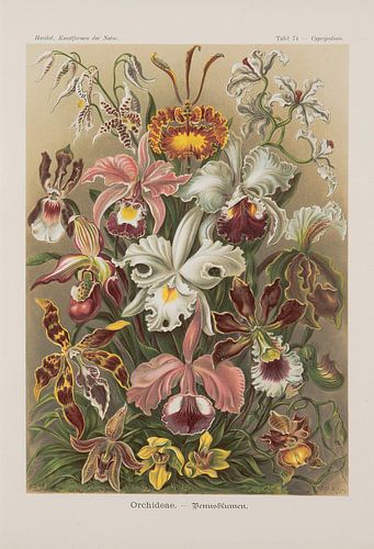 Orchiedëen, kunstvormen van de natuur, E. Haeckel