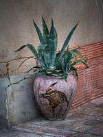 Agave in broken pot