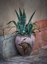 Agave in gebroken pot van Luc de Zeeuw thumbnail