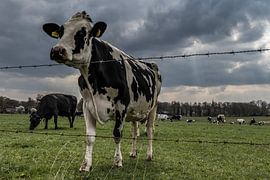 Cows landscape. by Anjo ten Kate