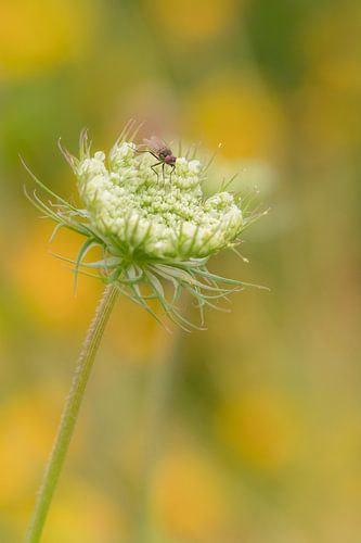 Vlieg op bloem