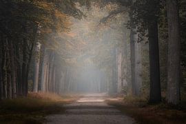 Photographie de la forêt "Forest lane"
