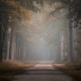 Photographie de la forêt "Forest lane" sur Björn van den Berg