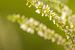 Boomblauwtje (Celastrina argiolus) van Margreet Frowijn