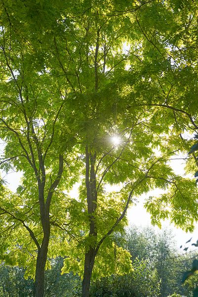 Robinia Pseudoacacia frisia 7007030389 photographe Fred Roest par Fred Roest