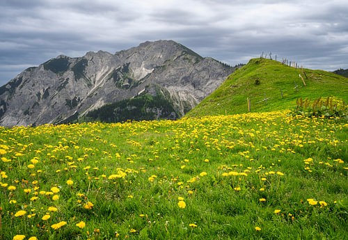 An alpine meadow on the Breitenberg against a rugged mountain backdrop
